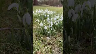The snowdrop flowers in the end of winter