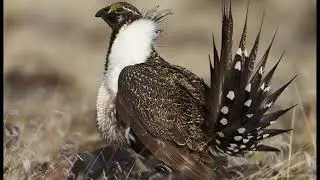 What Does &ldquo;Collaborative Conservation&rdquo; Mean To You? 🦫