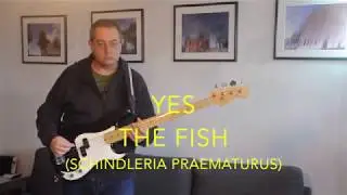 The Fish Bass Cover