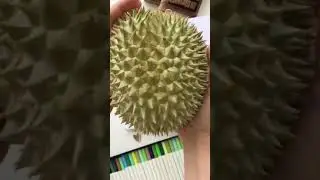 Sketching with Copic Markers | Travel Journal | Drawing Durian #shorts #markerart #idrawandtravel