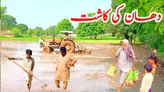 Dhan Ki Kasht | Dhan Ki Fasal | Chawal Ki Kasht | Daily Village Life In Pakistan