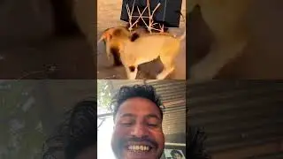 #funny #animals #lion #tiktok #duet #lifeisbutadream #funnyanimal #animalhumor #comedy #animaljoke