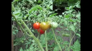 Gardener's Delight Tomatoes