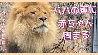 大爆笑!逃げる＆いじけるオリト。オリトイオの愛にキューン💕美男美女ライオン夫婦と赤ちゃん3姉妹vol.140@旭山動物園/Laugh at the running,spoiled lion male