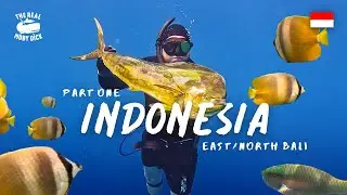 Indonesia Part 1 | Freediving and Spearfishing in North/East Bali