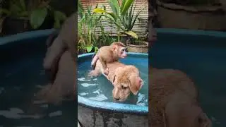 They are always close to each other. #animallife #animals #monkey #dog #cat