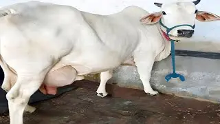 Tharparkar Thari Cow | Complete Documentary By AJ Cattle info