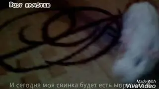 МОРСКАЯ СВИНКА ЭФФЕКТЫ/Body hamster