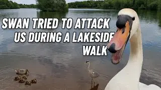 😱 Attacked by a Swan?! | Wild Encounter at Gedling Country Park Lake