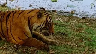 Tiger fights with her mother to become queen - Natural World: Queen of Tigers - BBC