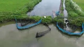 Bengal Harvest 2024