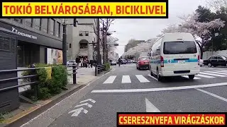 Szakura Szezonkor Toki&oacute;ban, Biciklivel - Bakurocho-t&oacute;l Shubiya-ig