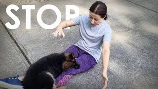 How to Stop Puppy Biting Fast! Works 100% of the Time!