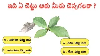 ఆ చెట్టు ఆకు ఇదే ||teak tree uses in telugu || teak wood ||