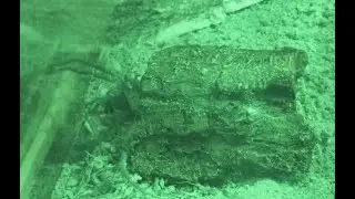 Colombian Dwarf Blue Tarantula Lurking Inside Lair (Pseudhapalopus sp Blue)