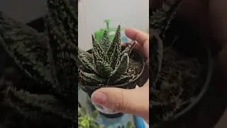 Aloe 'tarantula' #plantas #macetas #jardines #flores #suculentas