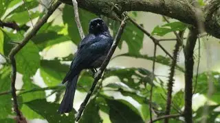 Lesser Racket-tailed Drongo | Fraser's Hill