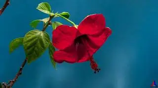 Amazing Flowers blooming and closing - Time lapse