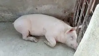 Simple pig Farm. I Borrowed money to start Pig farming Now I am happy #pigs