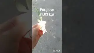 Foxglove (1,03 kg)#growagardenroblox