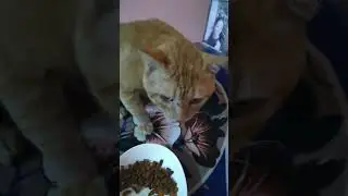 My Cat Cancer Survivor