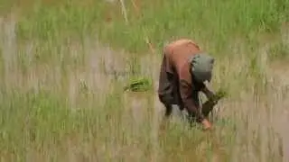 Vietnam ~ Rice Harvest ~ Pull & Spread
