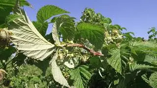 SMART BEE Pollination and Plant Protection Services / Розумне бджолозапилення та Захист Рослин