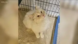 Idaho Gives: People for Pets serves the Magic Valley