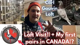 SASABAK na TAYO sa KARERA!! CANADIAN RACING PIGEON UNION.
