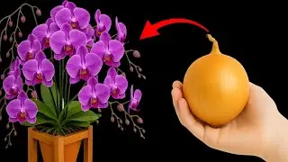 Revive your dying orchid with this simple trick!