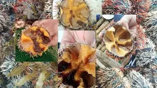 Sea Urchin (Tripneustes gratilla) / Biology #seaurchins #anatomy #aquaticanimal