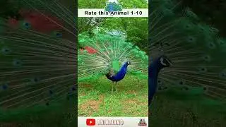 Peacock Wisdom: Ancient Secrets Unveiled | #shorts #peacocks #animalimo