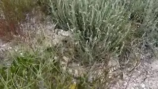 Great Basin rattlesnake (Crotalus oreganus lutosus)