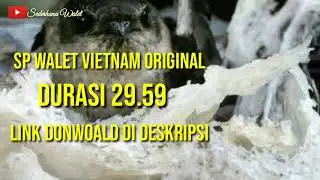 Sp Walet Vietnam