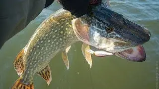 Zip Baits Trick Shad 70 SP - лучше воблеры для щуки