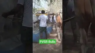 ongole jathi gittalu power full gittalu #shorts