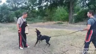 Protection training. IPO/Sch. Doberman Rich. Защитная тренировка ИПО.