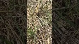 ਸਿੱਧੀ ਬਿਜਾਈ ਹੈਪੀ ਸੀਡਰ ਨਾਲ ਭਾਗ 5 #naturalfarming #organicfarming #farmers #trendingshorts #barota 