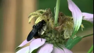 Scolia dubia wasp feeding
