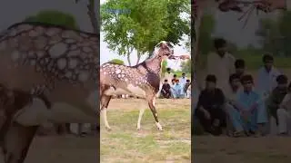 Makkhi Chhina big Goad | in very big size goat | pure top Bloodline