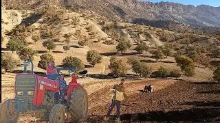 Nomadic Farmers Sow Bountiful Wheat Harvest - Mesmerizing Agricultural Documentary