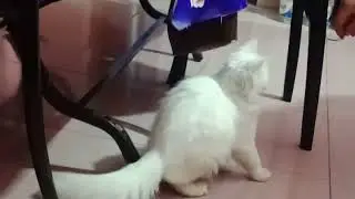 মিনি ভিডিও।। Cat Play  ।। MINI