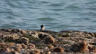 Chiurlo piccolo, Whimbrel (Numenius phaeopus)