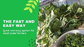 how to Bulk harvesting and washing swiss chard - streamlined process