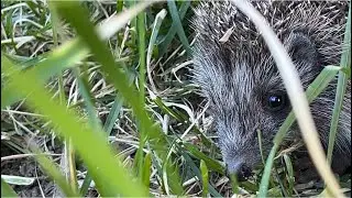 Aproape gata de plecare ! 🛫 Am crezut ca salvez puiul de arici ! 🦔 
