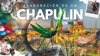 Un Chapul&iacute;n y sus matem&aacute;ticas. Guadalajara, M&eacute;xico.