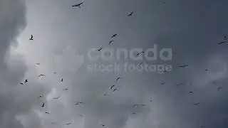 Spooky birds flying in slow motion against stormy clouds. Black and white. Scary stock footage. HD.