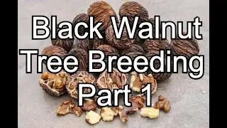 Black Walnut Tree Breeding Part I