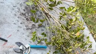 Small Farm Grafting Rare Fruit Trees