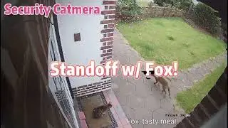 Guard cat Truffle stand-off with Fox caught on security camera cute funny video